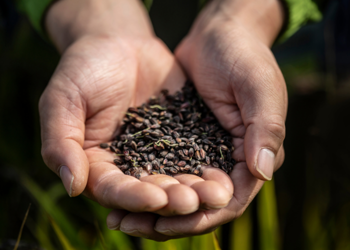 Haruharu Wonder Black Rice